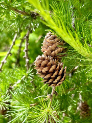 Detailed close-up image of two pine cones nestled among vibrant green pine needles on a tree branch, showcasing the intricate scales and natural beauty of the forest environment.