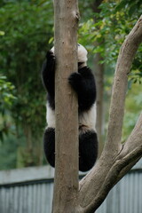 Fototapeta premium Giant Panda Playing in Chengdu