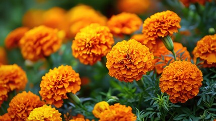 A vibrant bed of marigolds in full bloom with bright orange and yellow hues.