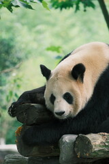 Obraz premium Giant Panda Playing in Chengdu