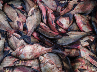 Fishing on Urk - Visserij op Urk
