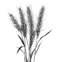 Ears of Wheat Isolated on White Background., wheat plant, wheat texture, wheat photography, raw wheat, dried wheat, wheat bundle, farm wheat, whole wheat, natural wheat, cereal grain, wheat farming, 
