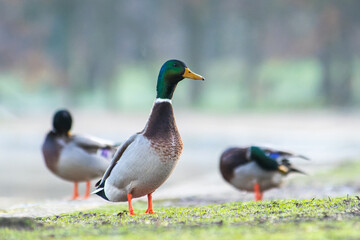 Group of Mallard Ducks (Anas platyrhynchos) on the Water