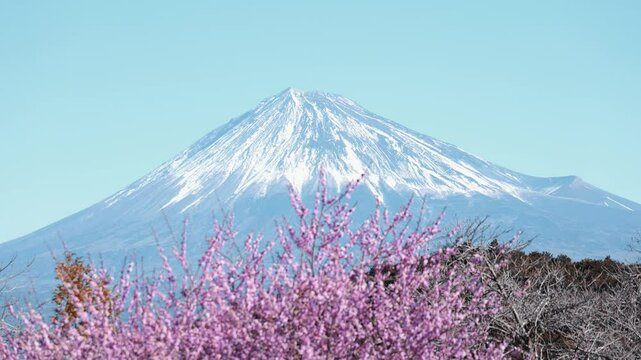 静岡県富士市にある岩本山公園の梅の花と富士山,ティルト