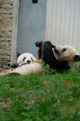 Giant Panda Playing in Chengdu