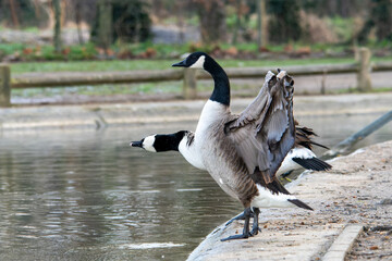 Fototapeta premium Couple of Canada Geese Shaking Wings at the Water's Edge (Branta canadensis)
