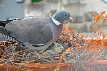 A dove warms up the little lovebirds. View of the dove through the window of the place. The concept of pigeon life in the urban area