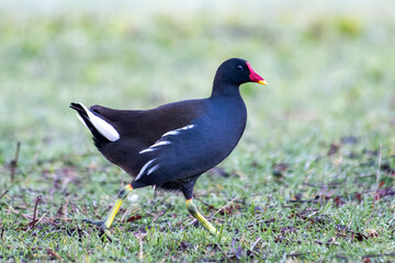 Moorhen Walking in the Grass (Gallinula chloropus)