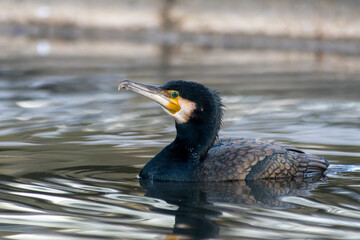 Great Cormorant Swimming (Phalacrocorax carbo)