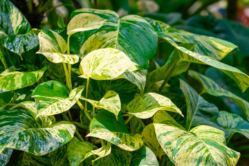 Large variegated leaves of philodendron in shady tropical thickets © aapsky
