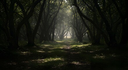 Obraz premium Enchanted Forest Path with Sunlight - Dark Green Woodland with Trees and Magical Atmosphere