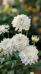 White chrysanthemums blooming in soft sunlight
