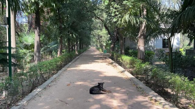 Stray dog resting on a walkway in Picnic hut Park in Ashok Vihar, Delhi, India on a sunny day