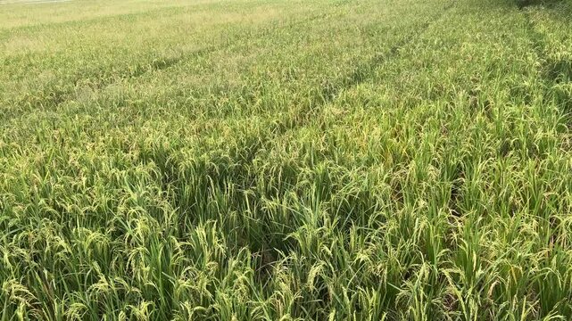 Ricefield