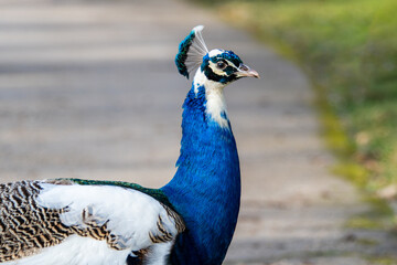 Fototapeta premium Harlequin Peacock (Pavo cristatus) displaying its colorful plumage