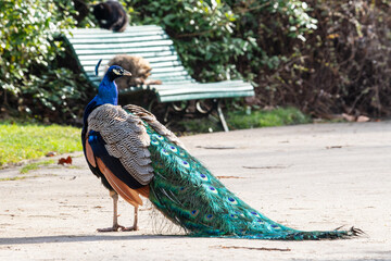 Paon (Pavo cristatus)