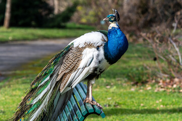 Paon arlequin (Pavo cristatus) 