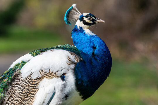 Paon arlequin (Pavo cristatus) 