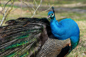 Paon (Pavo cristatus)
