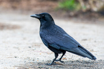 Corneille noire en recherche de nourriture (Corvus corone)