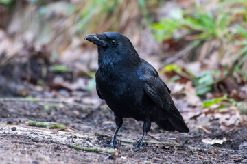 Corneille noire en recherche de nourriture (Corvus corone)