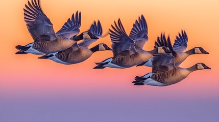 Fototapeta premium Flock of Geese Flying in Formation at Sunset , bird migration Unity and Grace