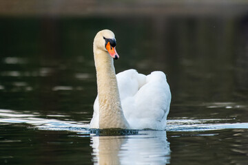 Cygne tuberculé adulte sur l'eau (Cygnus olor)