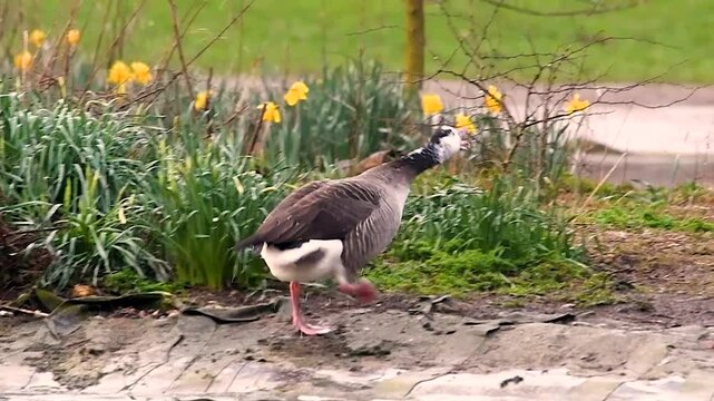 Oie cendr&eacute;e x Bernache du Canada
Anser anser x Branta canadensis