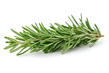 Rosemary branch with dew, illuminated by sunlight in a garden.