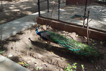 Close up of different African animals at a local zoo in Senegal