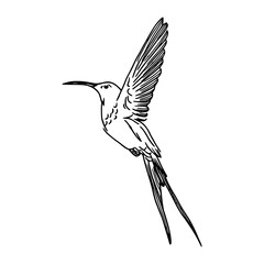 Fototapeta premium vector illustration of a hummingbird