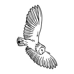 barn owl in flight vector design