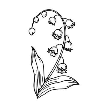 lily of the valley black line art clip art preview