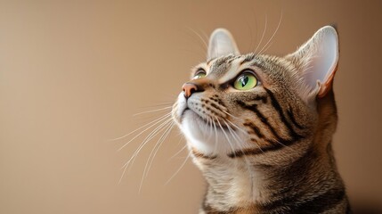 Portrait of a Tabby Cat with Green Eyes Looking Upward