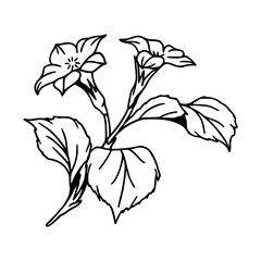 floral twig outline graphic