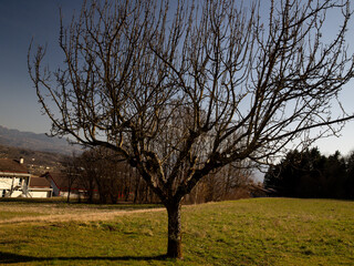 Obraz premium Winter Tree on Green Grass: Close-Up in Rural Setting 