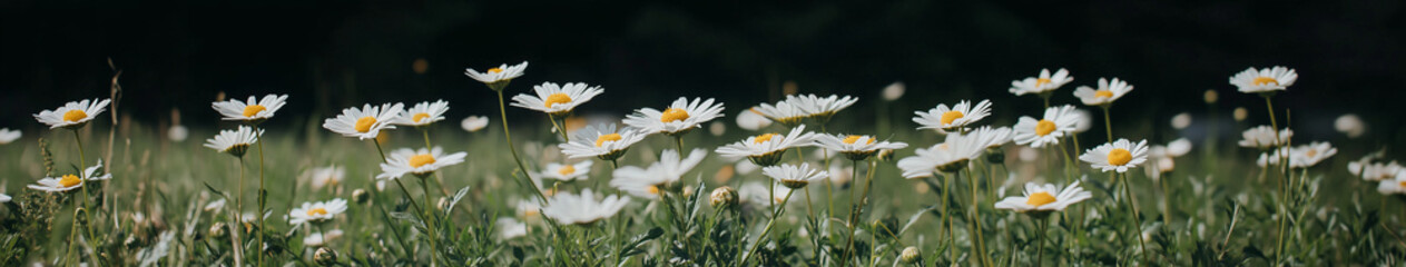 Obraz premium Daisy Field Panorama: A sprawling panorama of a daisy field, with countless white petals reaching towards the light, a beautiful view, in a natural, peaceful setting.
