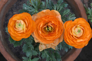Beautiful Orange ranunculus flower growing in an outdoor flower garden. ranunculus flower closeup,...