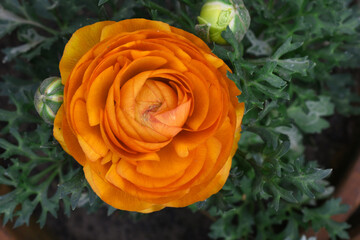 Beautiful Orange ranunculus flower growing in an outdoor flower garden. ranunculus flower closeup,...