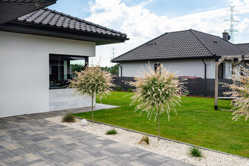 A hakuro willow growing on a modern property between small stones and the driveway.