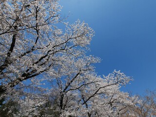 青空と桜