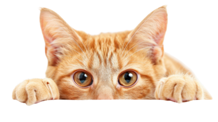 Ginger kitten peeking over blank surface with transparent background
