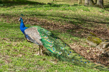 Peacock walking on the green lawn
