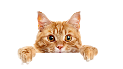 Ginger cat peeking over blank sign on transparent background
