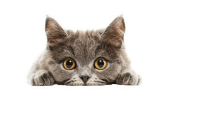 Cute british shorthair cat peeking over a transparent background