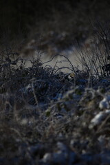 balade en noir et blanc