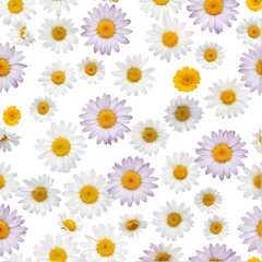 Chamomile flowers collection on white. Set of colorful Chamomile or Daisy flowers background, top view. Floral pattern.