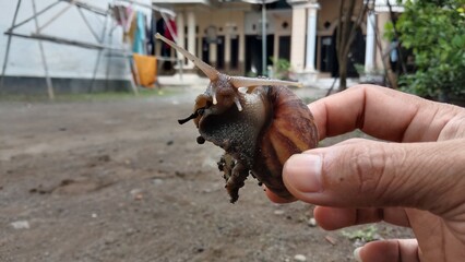 Snail