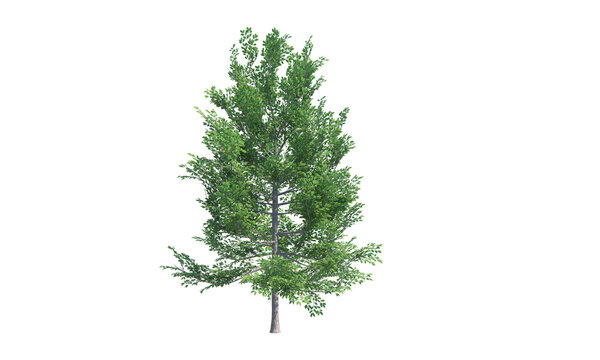 Black Gum tree front view png alpha channel