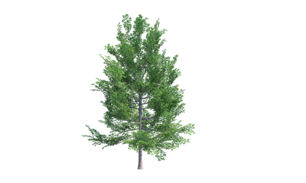 Black Gum tree front view png alpha channel